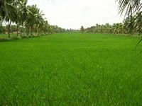 pic for paddy fields